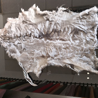 Genuine curly short lamb pelt